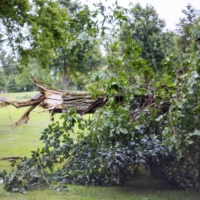 Haul Away Storm Debris in a Dumpster Rental