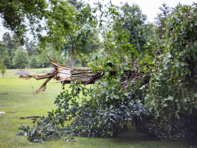 Haul Away Storm Debris in a Dumpster Rental